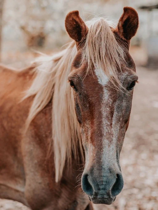 ata nal horse image