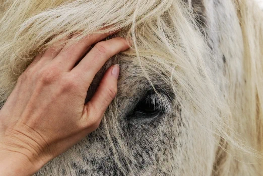 ata nal horse image