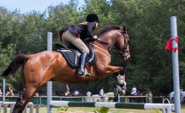 ata nal horse image